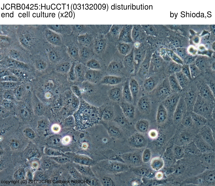 HuCC-T1 [HuCCT-1; HUCCT-1; HUCC-T1; HUCCT1; HuCCT1]人胆管上皮癌细胞价格_品牌:澳音生物-丁香通