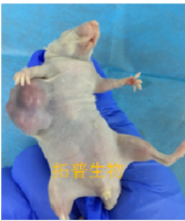 胰腺癌细胞MIA-PACA-2裸鼠成瘤
