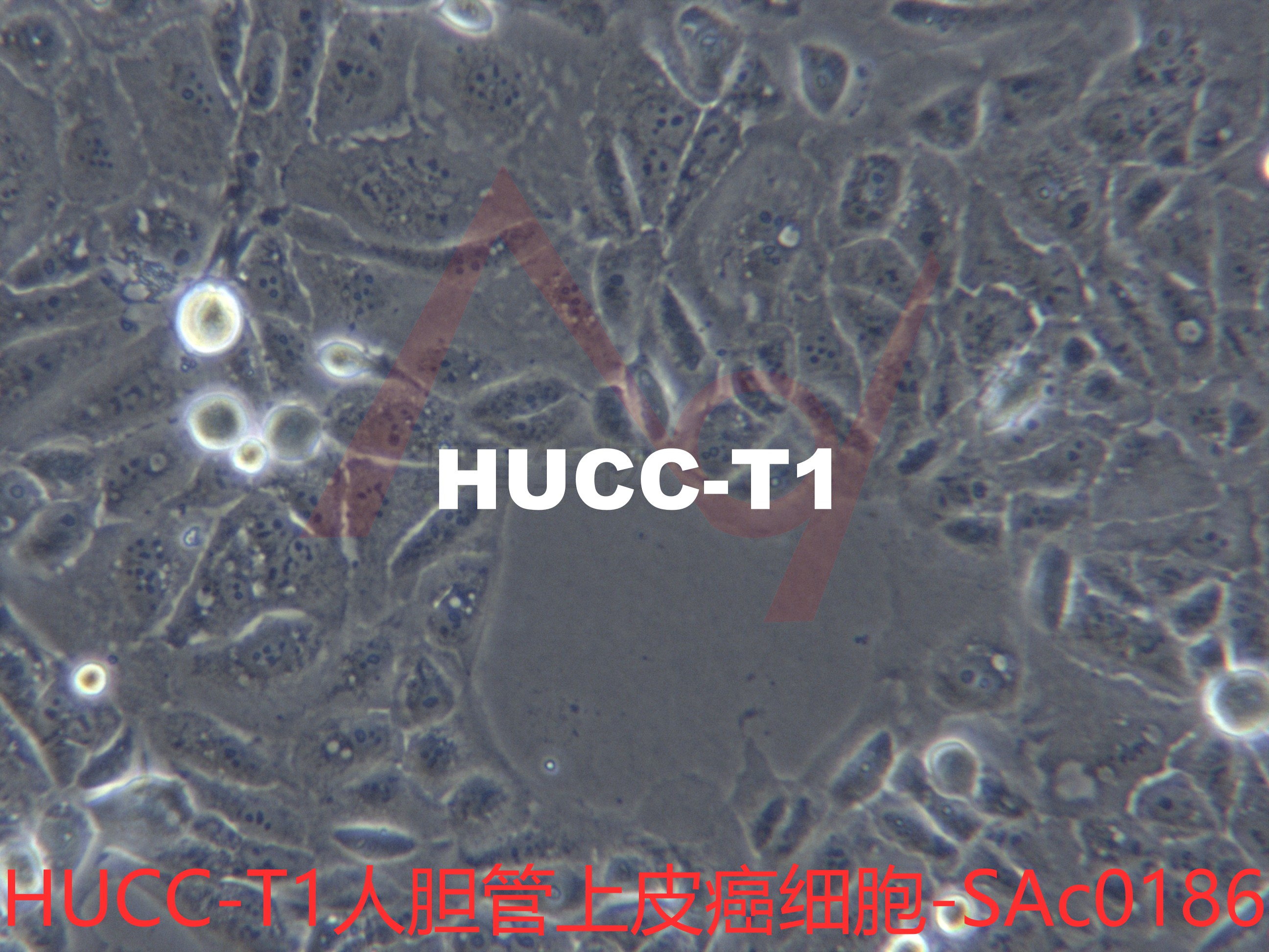 HuCC-T1 [HuCCT-1; HUCCT-1; HUCC-T1; HUCCT1; HuCCT1]人胆管上皮癌细胞