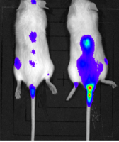 多发性骨髓瘤细胞MOLP8-Luc裸鼠成瘤
