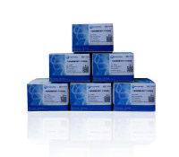 牛副流感病毒 3型 RT-PCR试剂盒