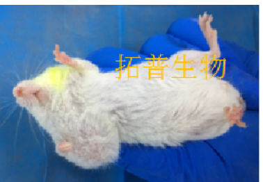 裸鼠成瘤-胃癌细胞SCG-7901