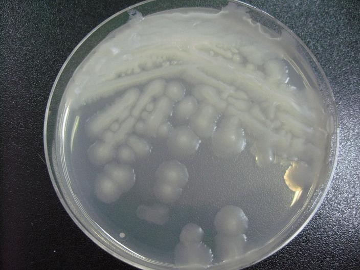 枯草芽胞杆菌图片