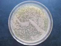 优雅食烷菌售后服务