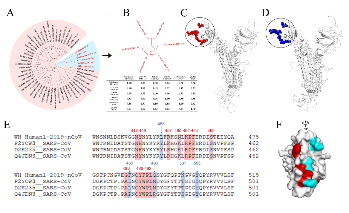 揭秘 | ACE2 的主要功能以及在新型冠状病毒中作用