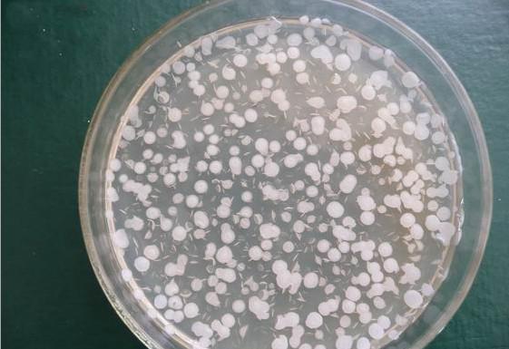 耐硼赖氨酸芽孢杆菌培养