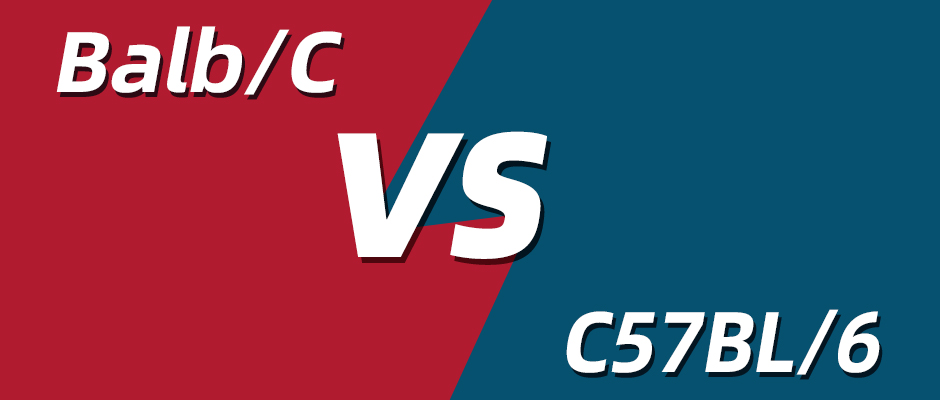 为什么有的研究偏爱C57BL/6，有的研究却偏好Balb/C？