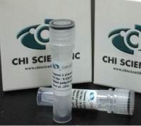 anti-hER-α46 & ER-α66  antibody  抗体