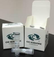 anti-hER-α36  antibody 抗体