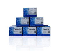 人疱疹病毒通用PCR试剂盒