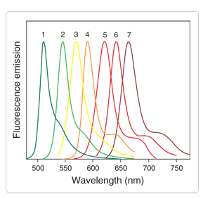 BODIPY荧光简介与目录