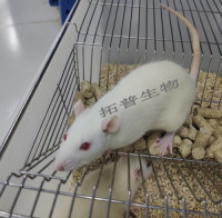 肠缺血再灌注损伤模型