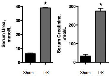 肾缺血再灌注损伤模型  