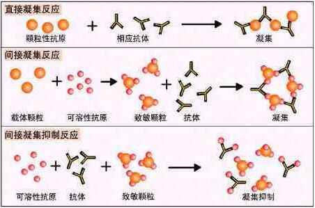 细菌蛋白提取试剂盒