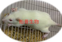 肾缺血再灌注损伤模型