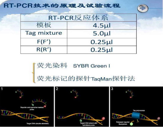 伞枝梨头霉探针法荧光定量PCR试剂盒规格