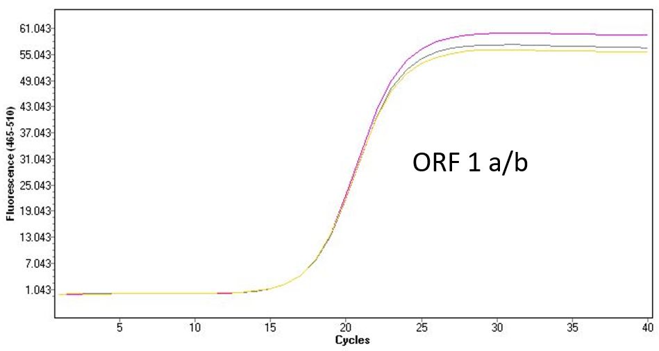 逆转录病毒/噬菌体假病毒——核酸检测对照的选择