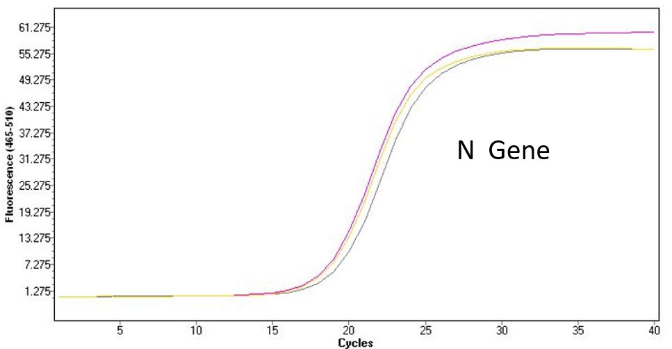 逆转录病毒/噬菌体假病毒——核酸检测对照的选择