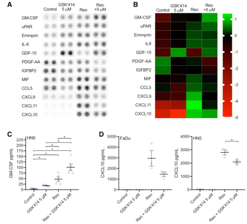 CELL子刊丨PERK抑制剂GSK2606414增强呼肠孤溶瘤病毒对头颈部鳞癌的治疗效果