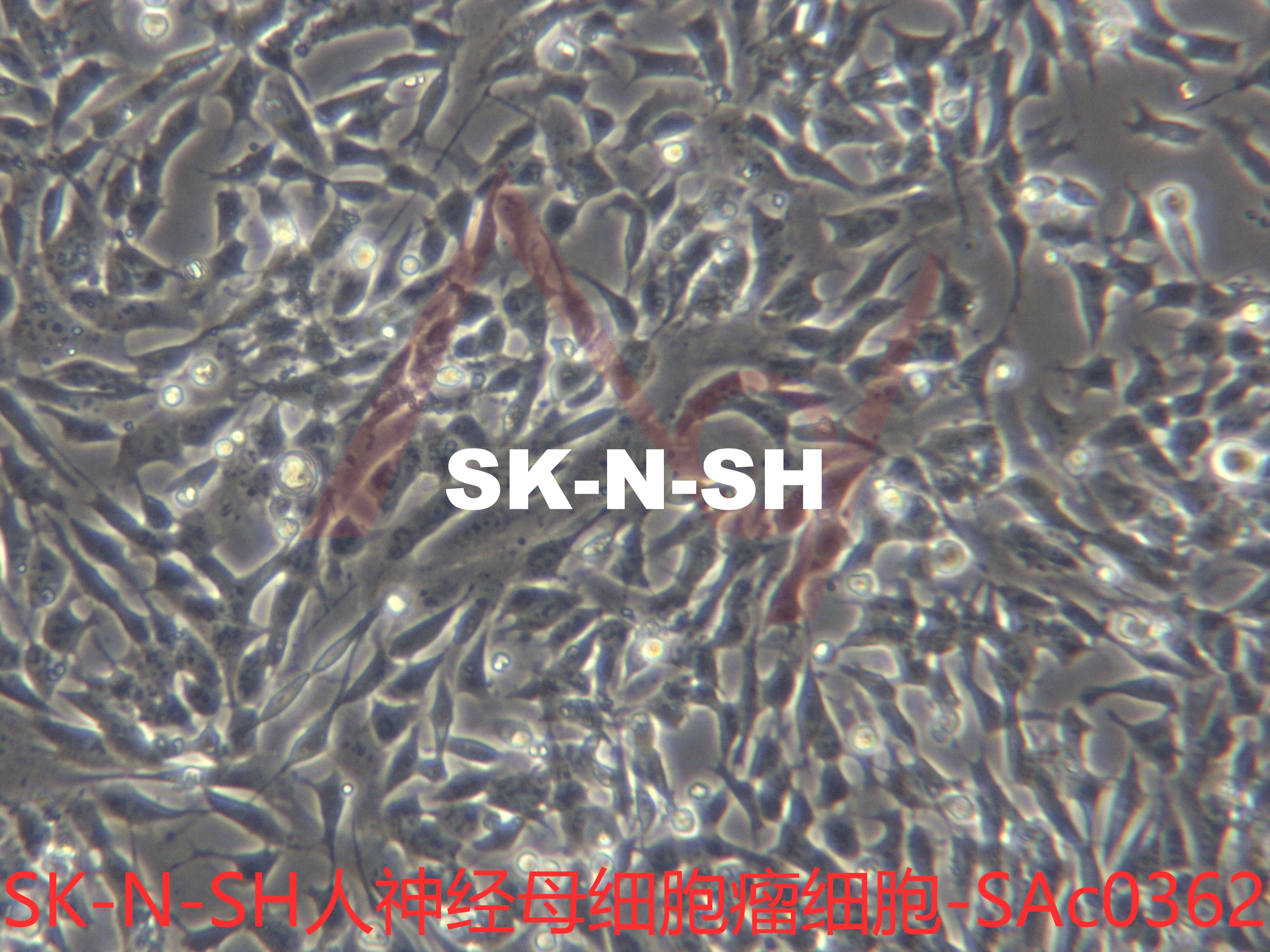 SK-N-SH【	SK N SH; SKN-SH; SK-NSH; SKNSH; NSH】人神经母细胞瘤细胞