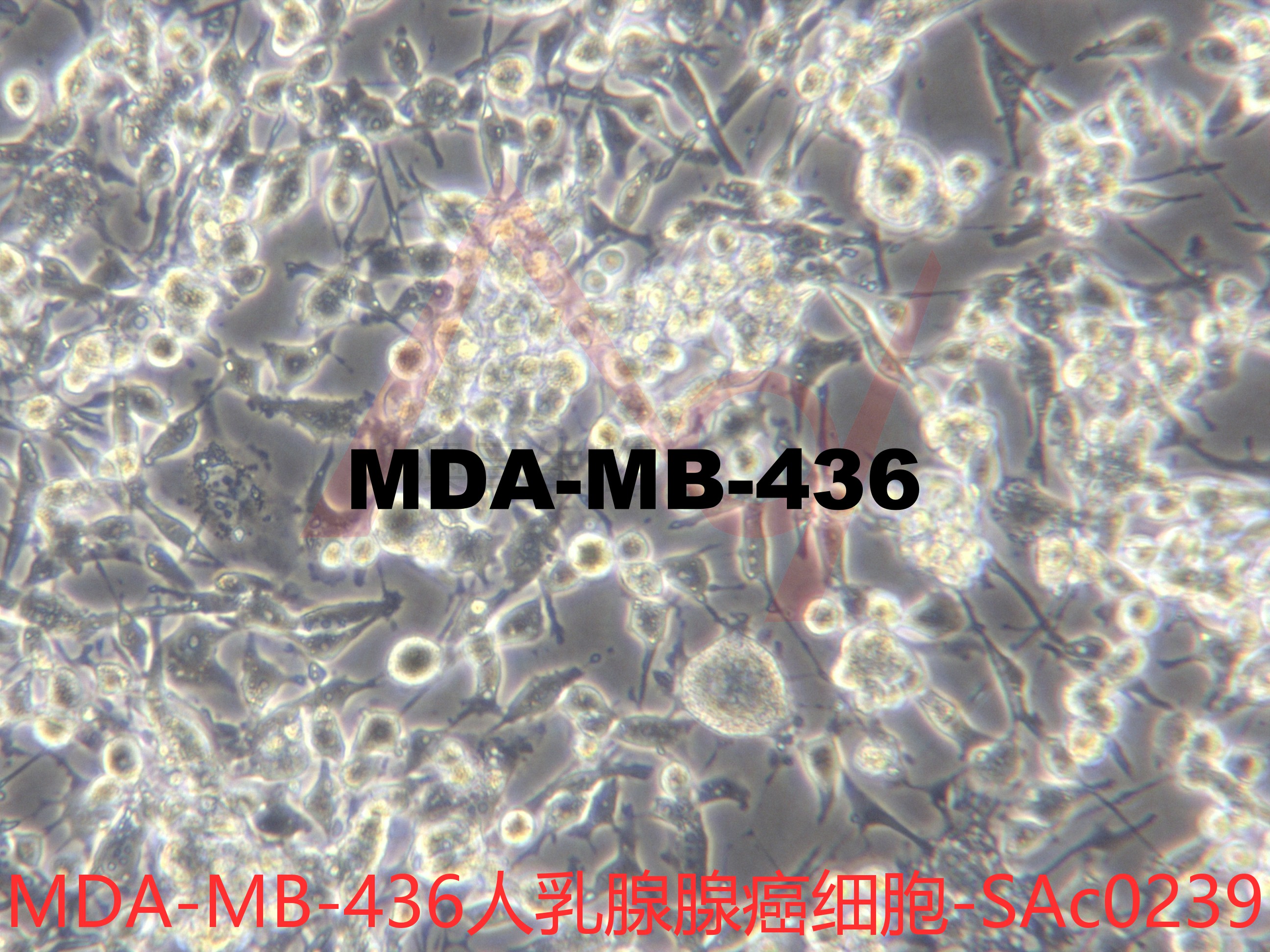 MDA-MB-436【MDA MB 436; MDA-Mb-436; MDA-MB436; MDAMB436; MDA-436; MDA436; MD Anderson-Metastatic Breast-436】人乳腺腺癌细胞