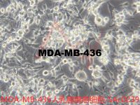 MDA-MB-436【MDA MB 436; MDA-Mb-436; MDA-MB436; MDAMB436; MDA-436; MDA436; MD Anderson-Metastatic Breast-436】人乳腺腺癌细胞