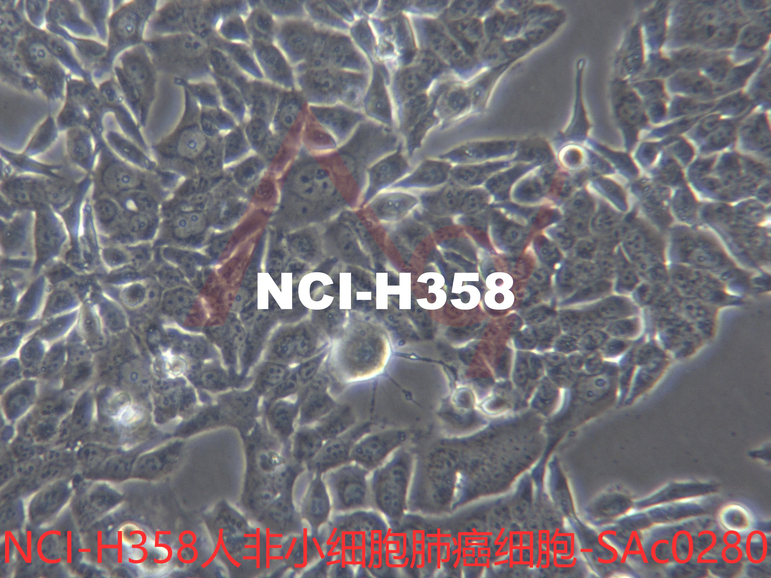 NCI-H358【H358; H-358; NCIH358】人非小细胞肺癌细胞