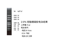 普迈MonTrack™ DNA分子量标准