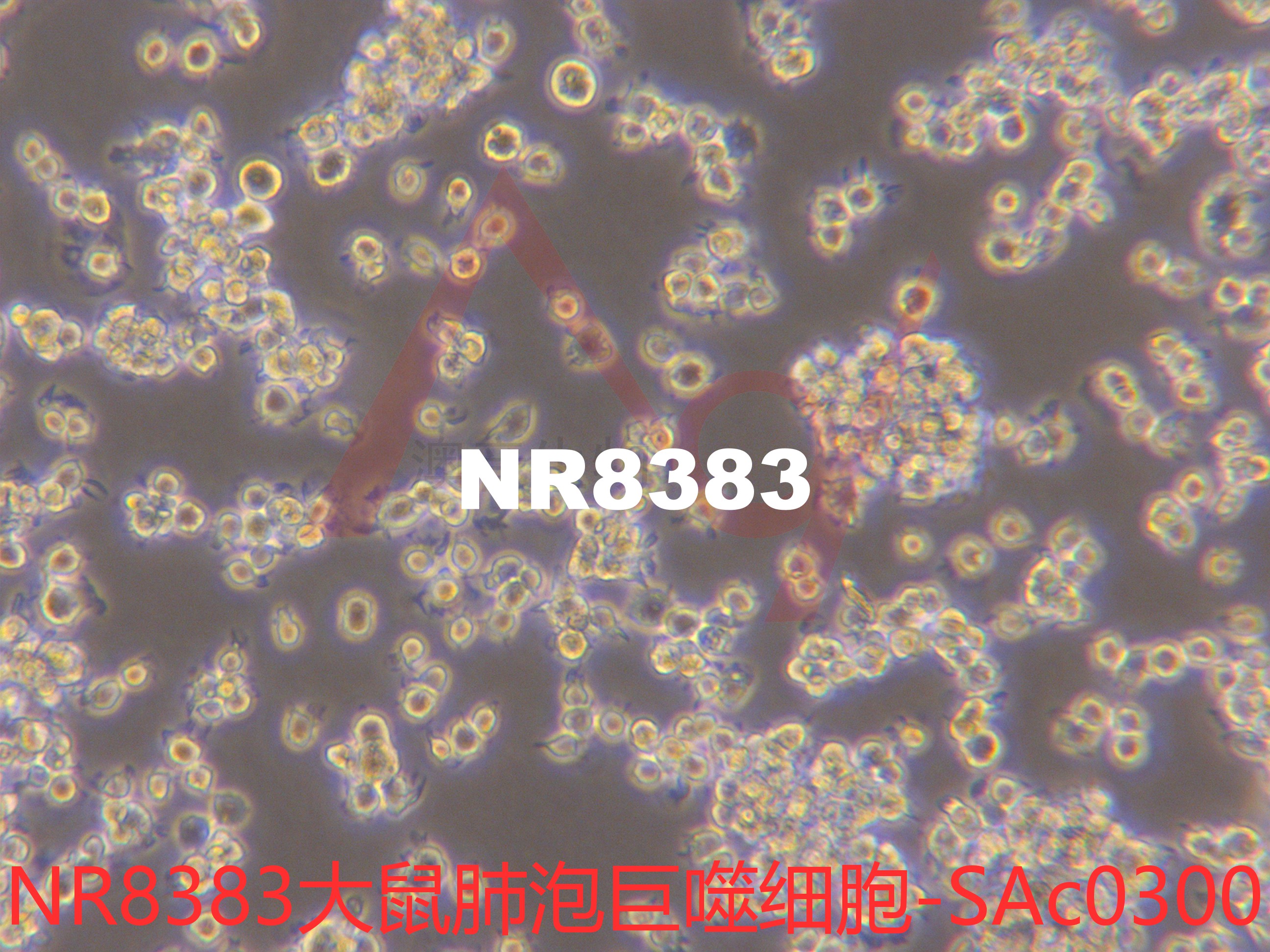 NR8383【	NR-8383; NR 8383; NR8383.1; AgC11x3A; Normal Rat, August 3, 1983】大鼠肺泡巨噬细胞