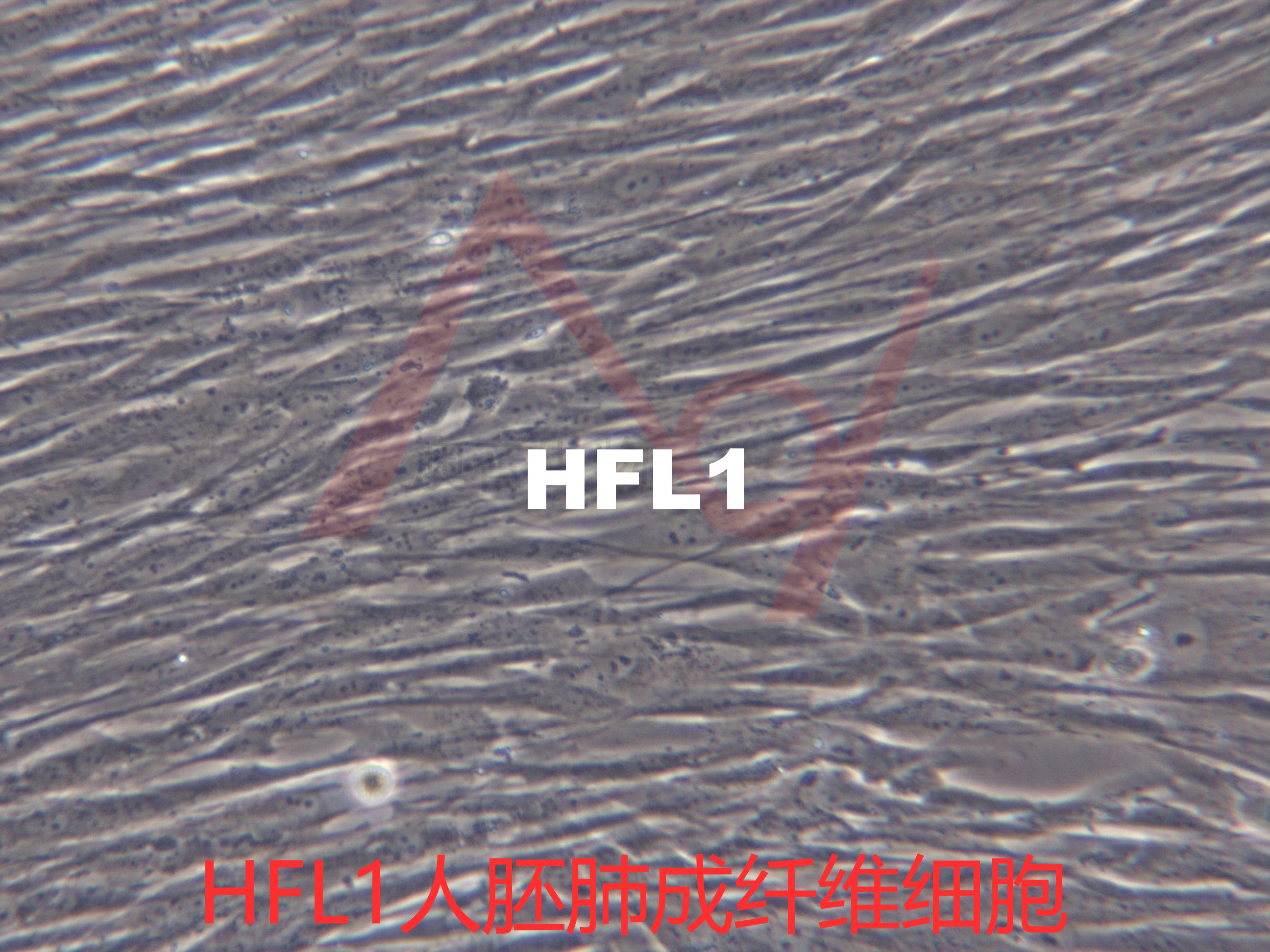 HFL1【HFL-1; HFL 1; Human fetal lung fibroblast 1; HFL】人胚肺成纤维细胞