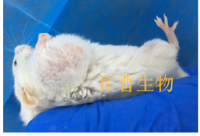 SW-480裸鼠结直肠癌细胞成瘤