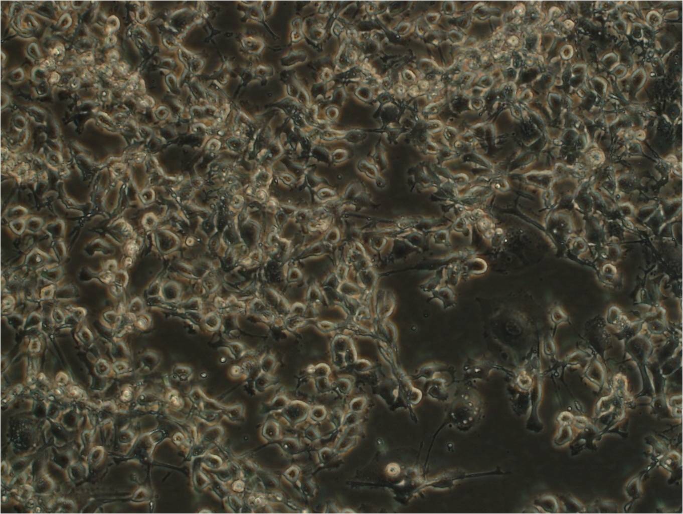 MFC【MFC;MFC;Mouse Forestomach