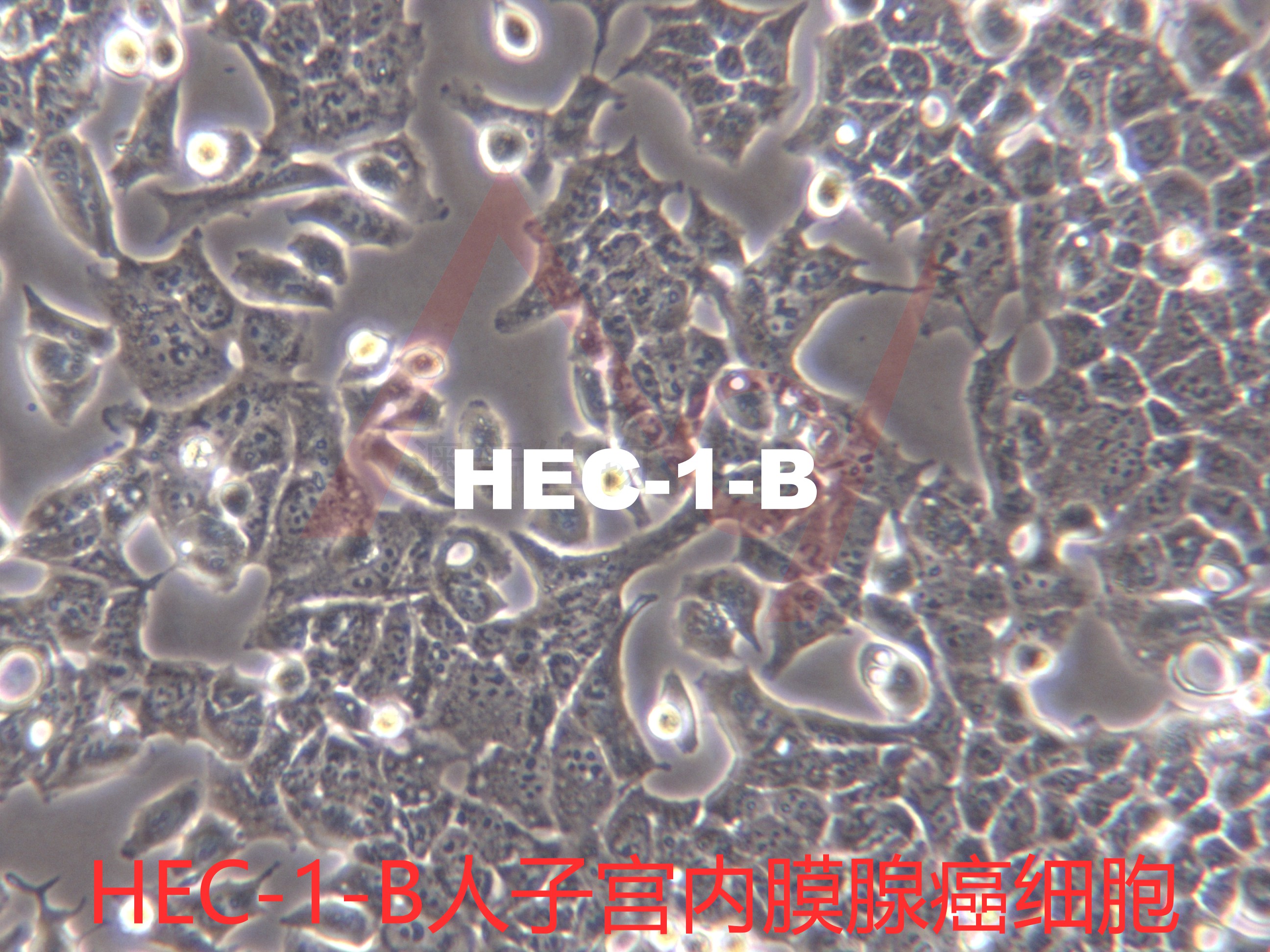 HEC-1-B【Hec-1-B; HEC-1B; Hec-1b; HEC1-B; HEC1B; Hec1B】子宫内膜腺癌细胞
