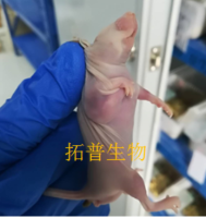 骨肉瘤细胞成瘤143B裸鼠