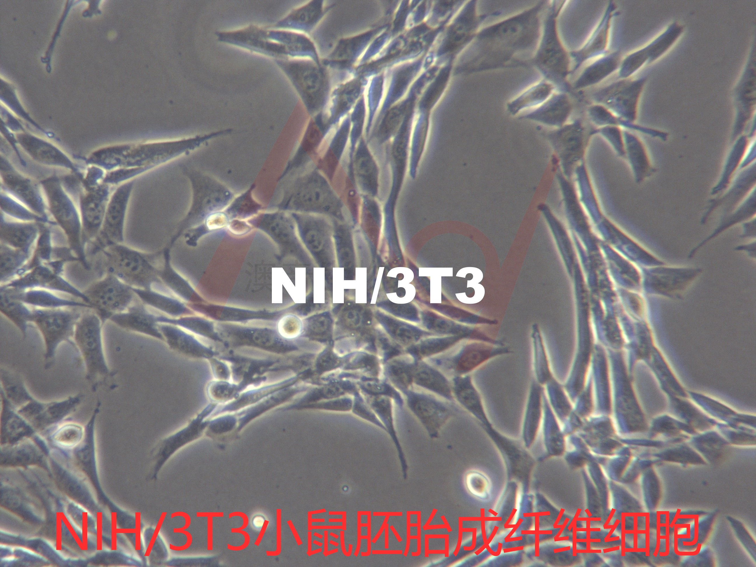 NIH/3T3【NIH 3T3; NIH-3T3; NIH3T3; 3T3; 3T3NIH; 3T3-Swiss; Swiss-3T3; Swiss/3T3; Swiss 3T3; Swiss3T3】小鼠胚胎成纤维细胞