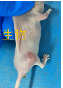 肝癌细胞HepG2裸鼠成瘤