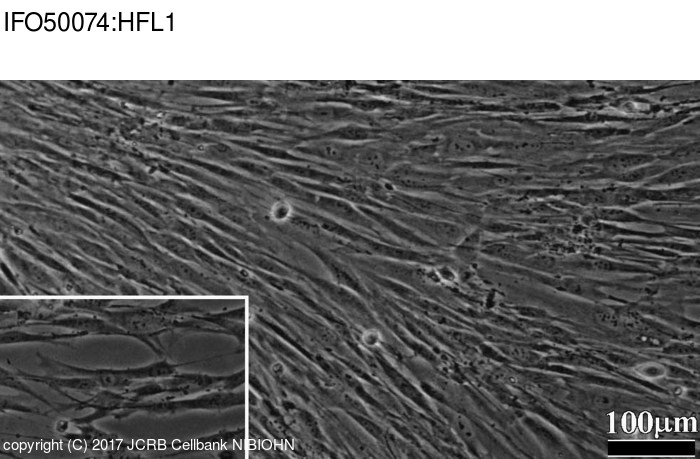 HFL1【HFL-1; HFL 1; Human fetal