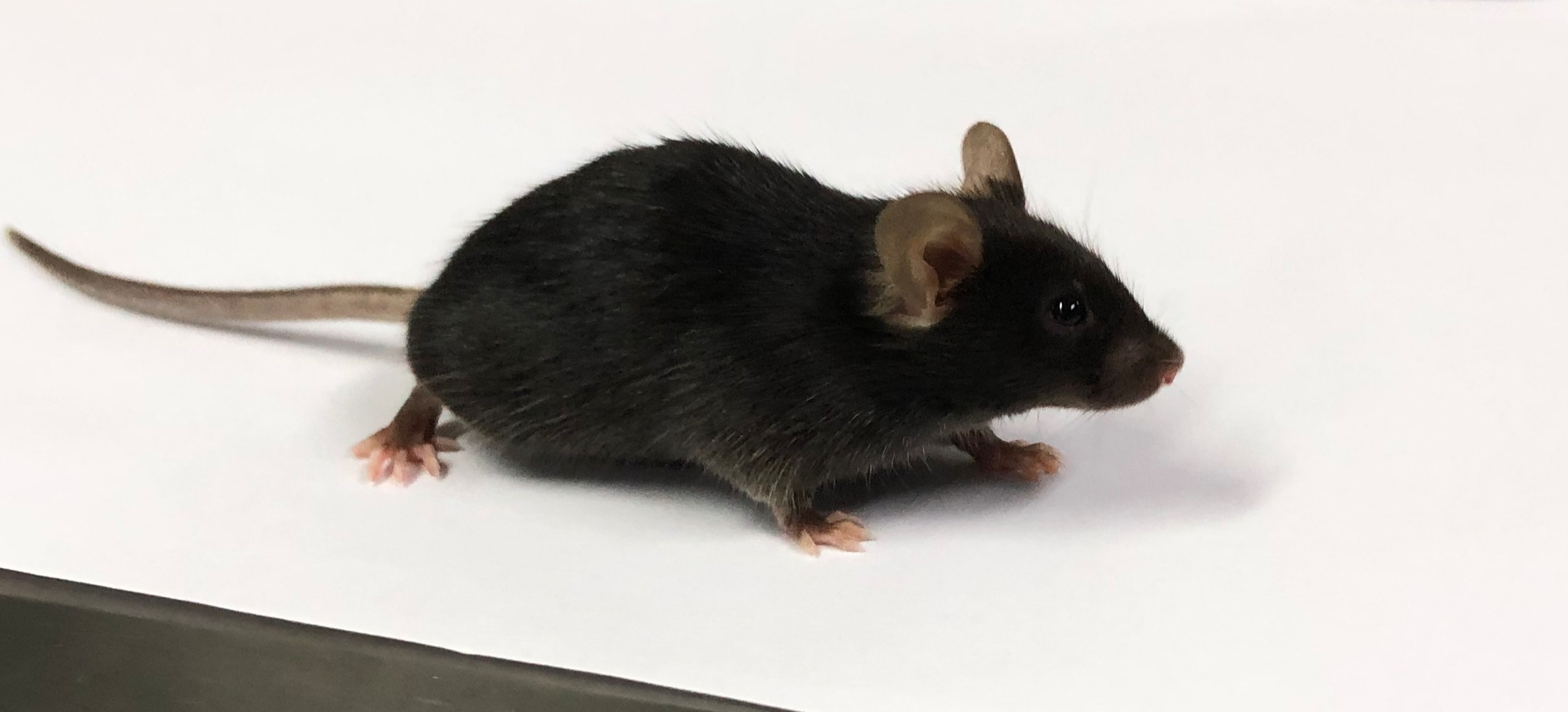 高脂血症大鼠模型