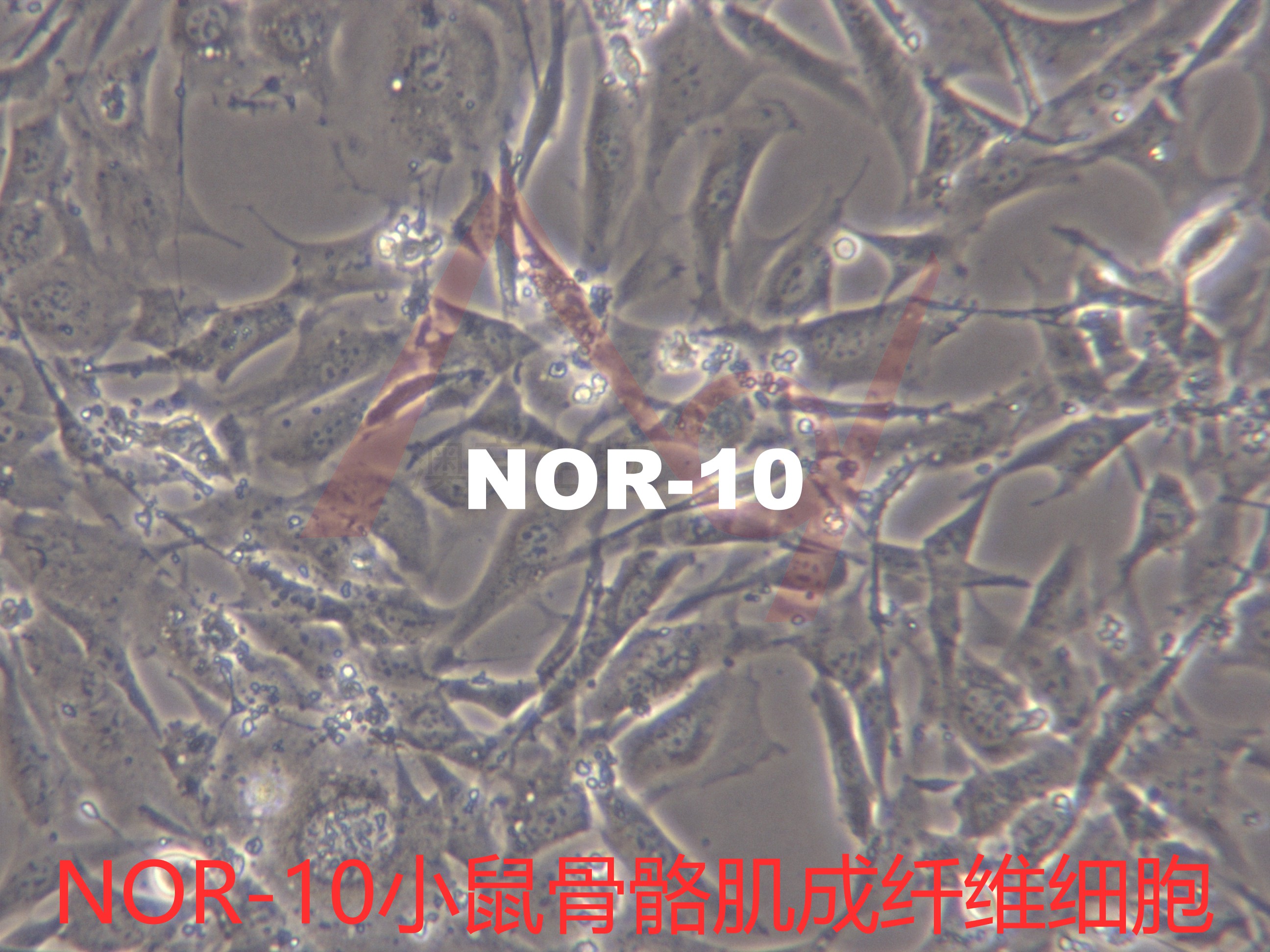 NOR-10【NOR 10; NOR10; Nor10; Normal fibroblast-10】小鼠骨骼肌成纤维细胞