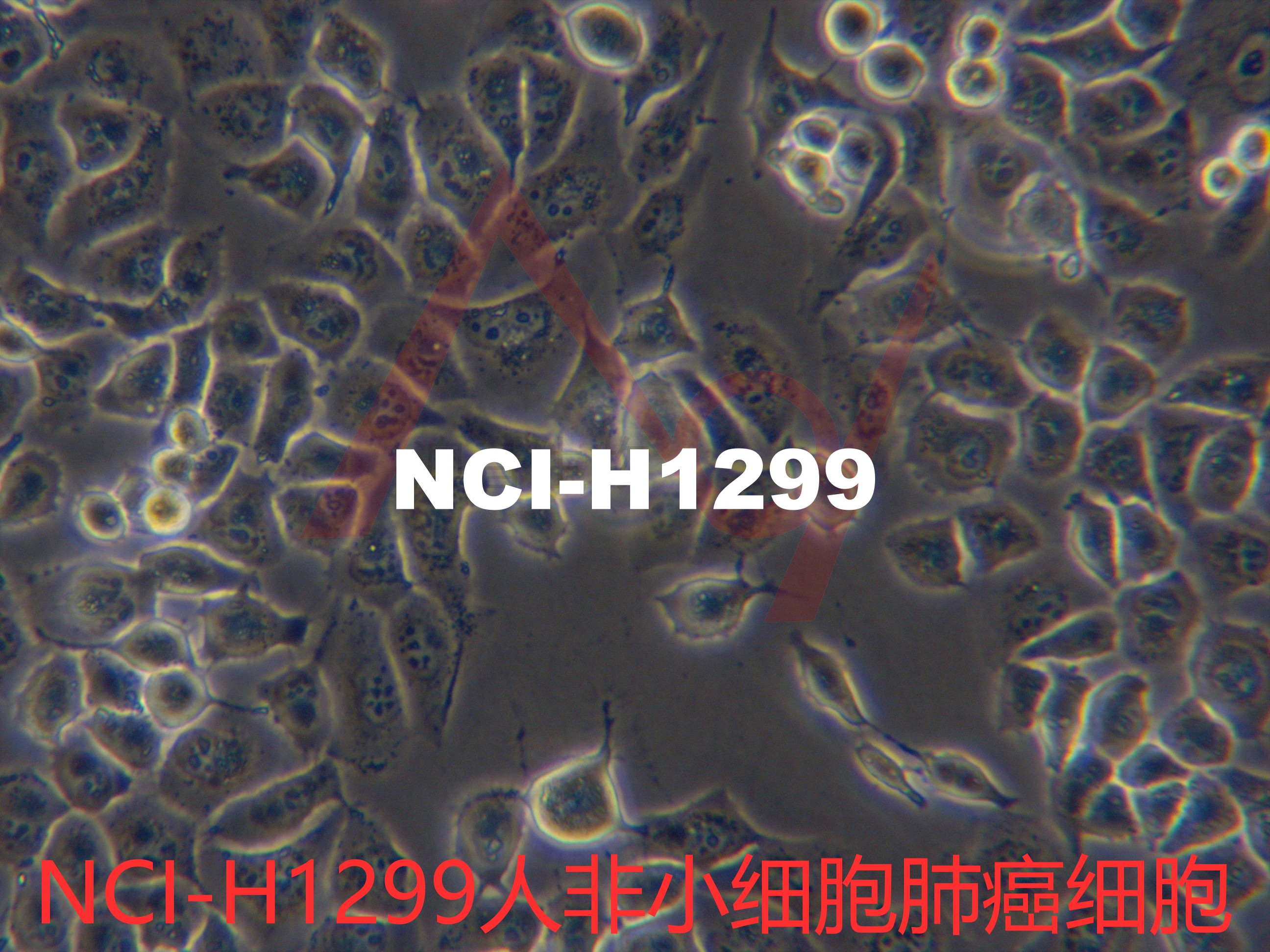 NCI-H1299[H1299; H-1299; NCIH1299]非小细胞肺癌细胞