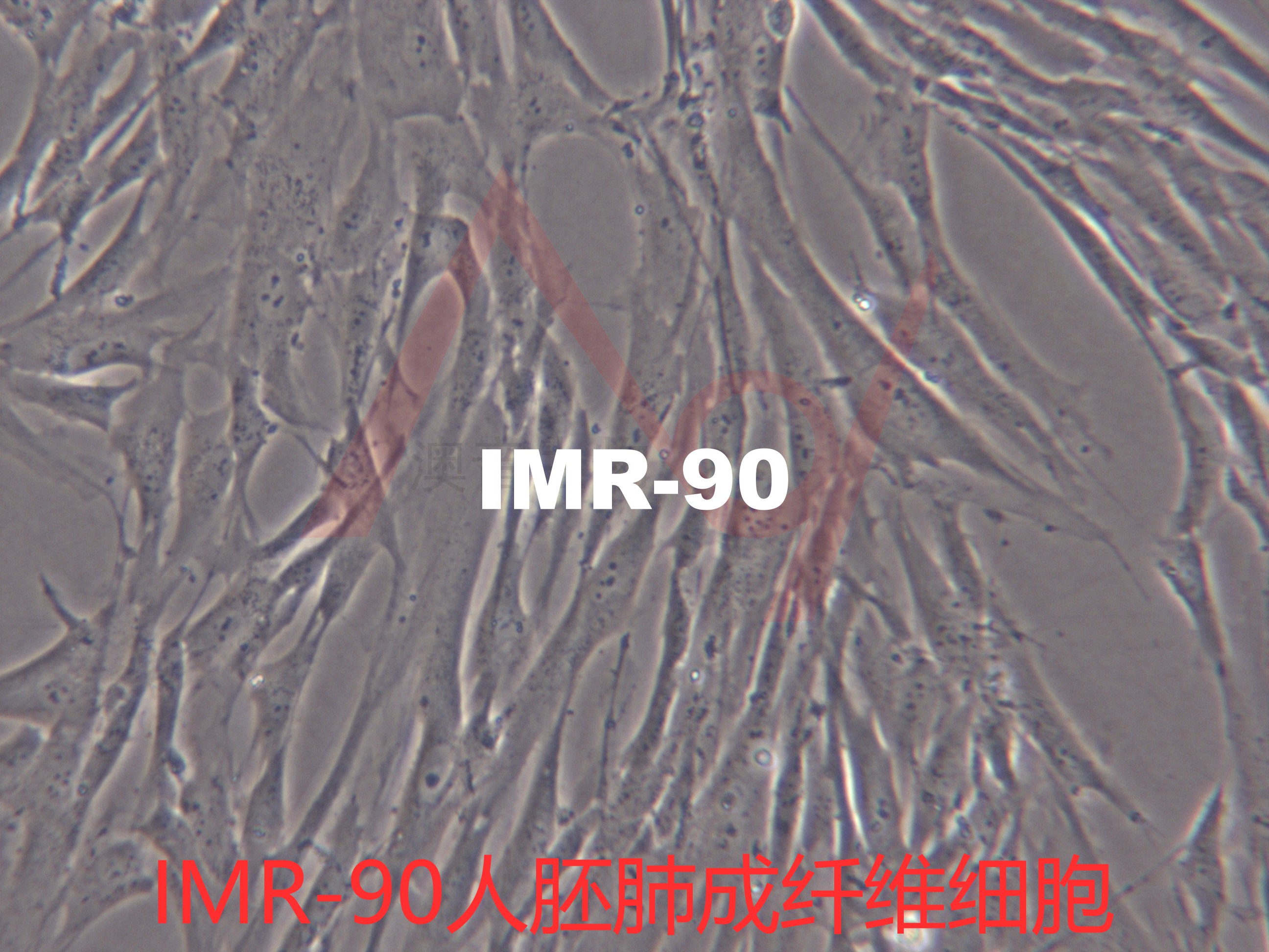 IMR-90【IMR 90; IMR90;IMR-90; I90】胚肺成纤维细胞