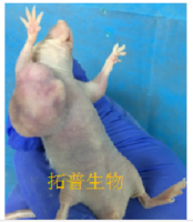 鼻咽癌细胞-CNE2裸鼠成瘤