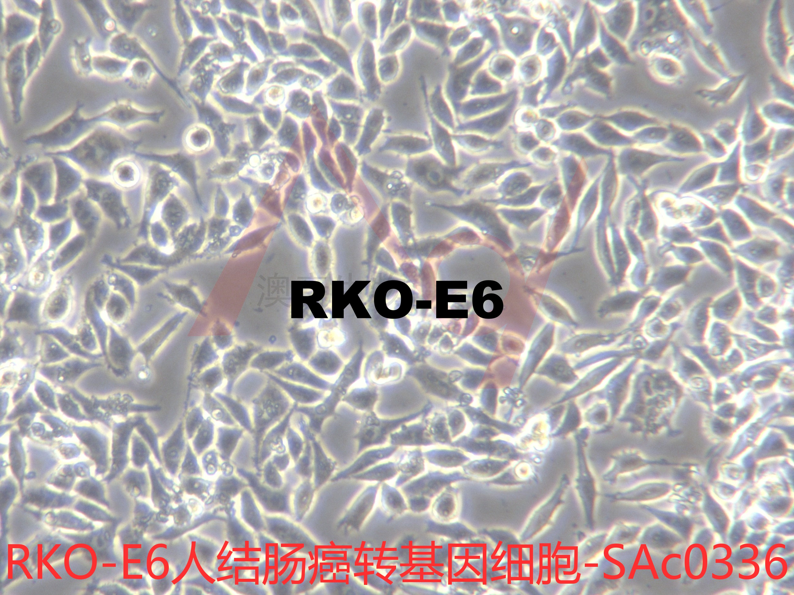 RKO-E6【RKOE6】人结肠癌转基因细胞