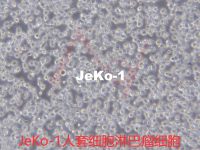 JeKo-1【Jeko-1; JEKO-1; JeKo 1; Jeko1; JEKO1; JEKO】人套细胞淋巴瘤细胞