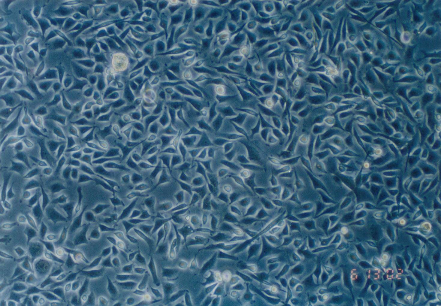 SJCRH30[SJCRH-30;RH30; RH-30; 