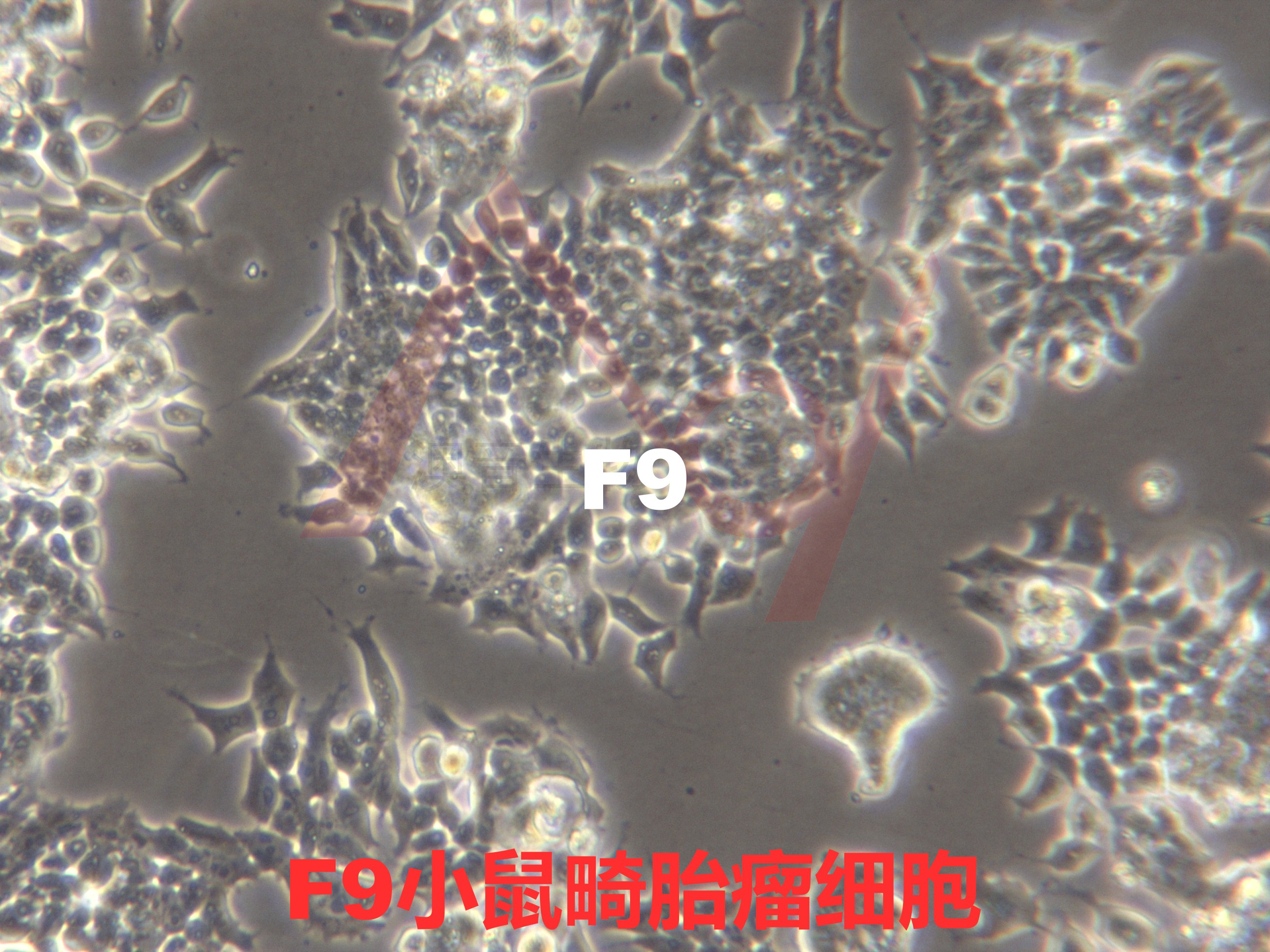 F9|F9细胞|小鼠畸胎瘤细胞
