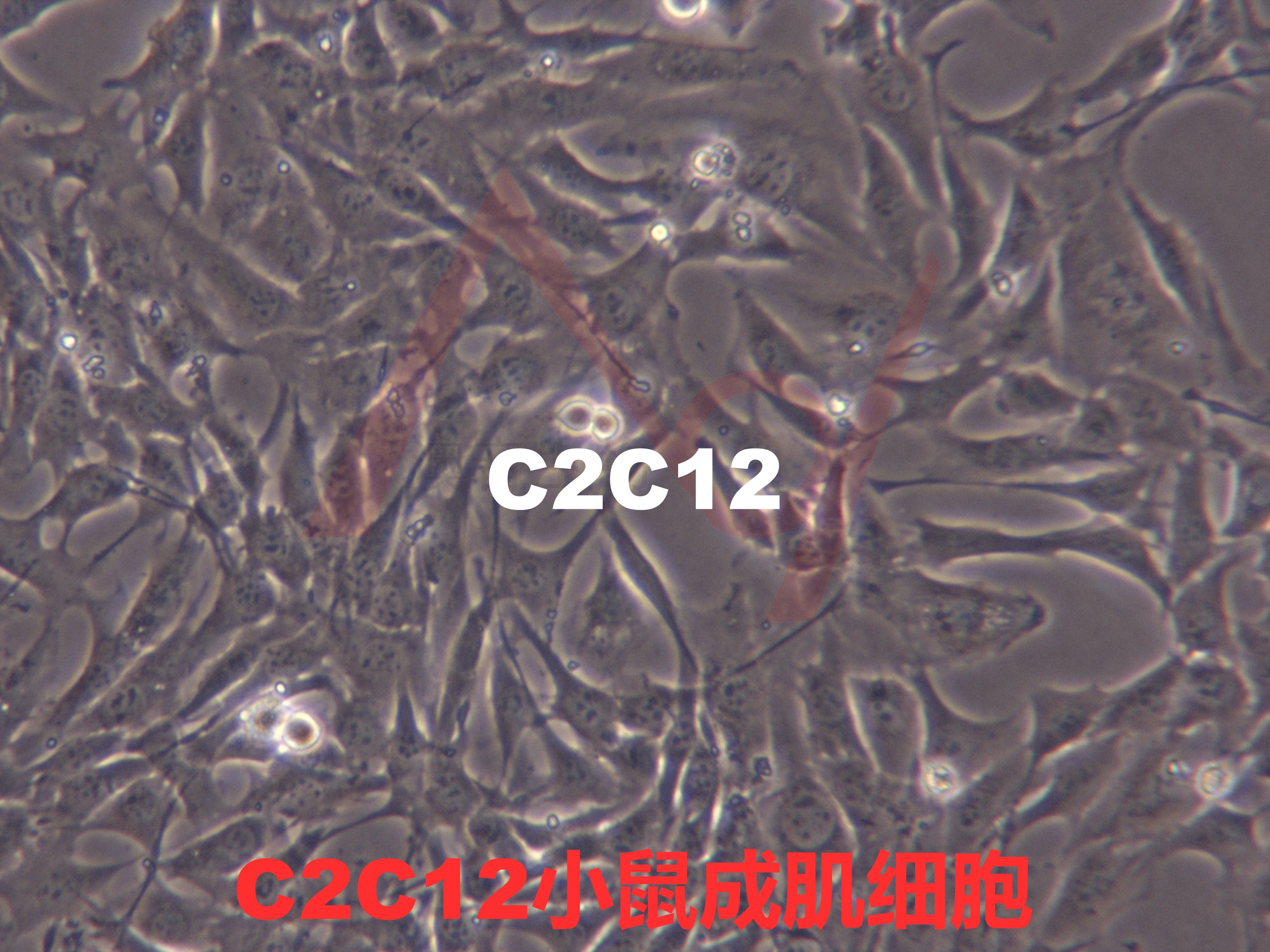 C2C12【C2c12; C2-C12; C12】小鼠成肌细胞