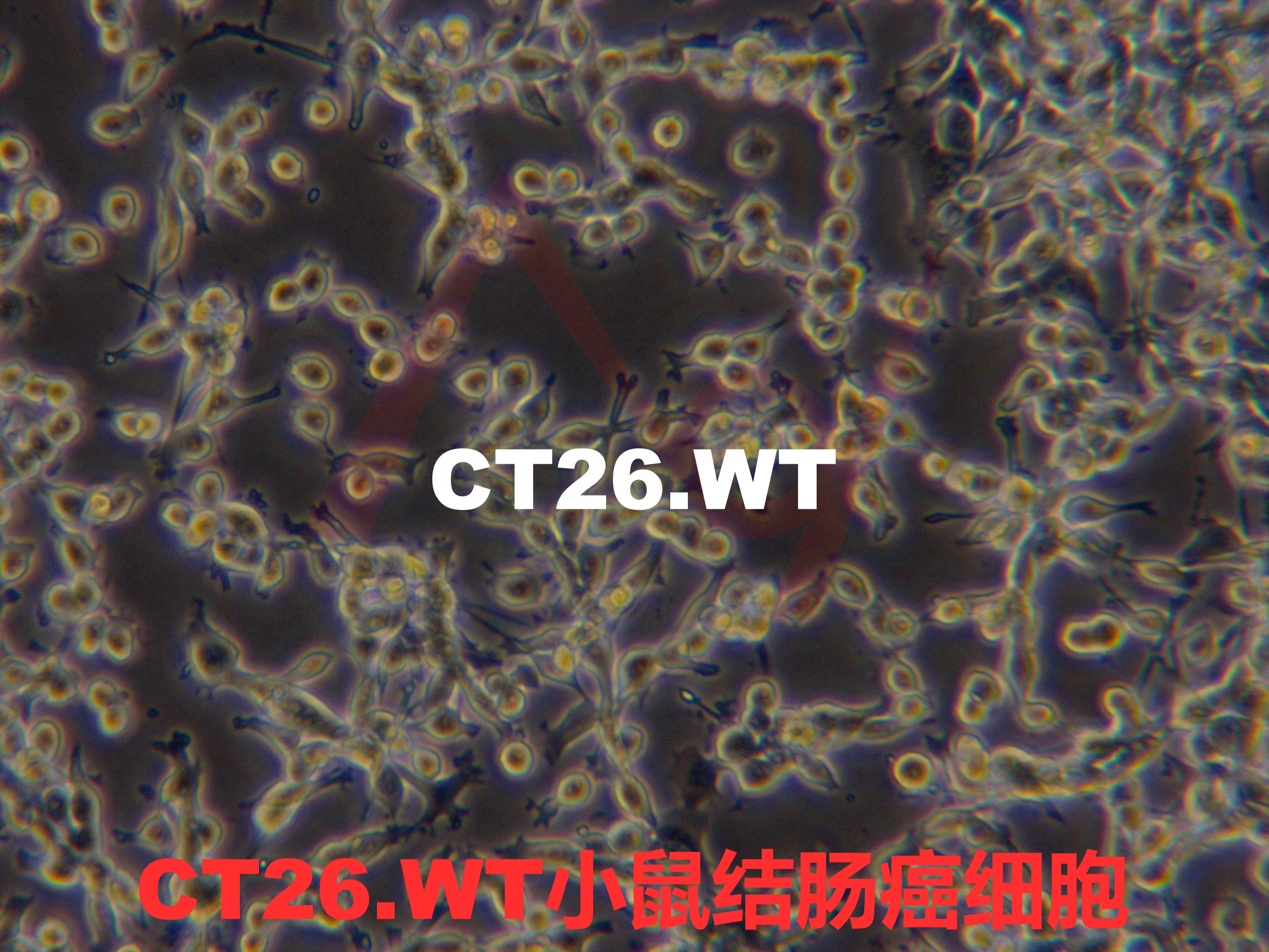 CT26.WT【CT26WT】小鼠结肠癌细胞