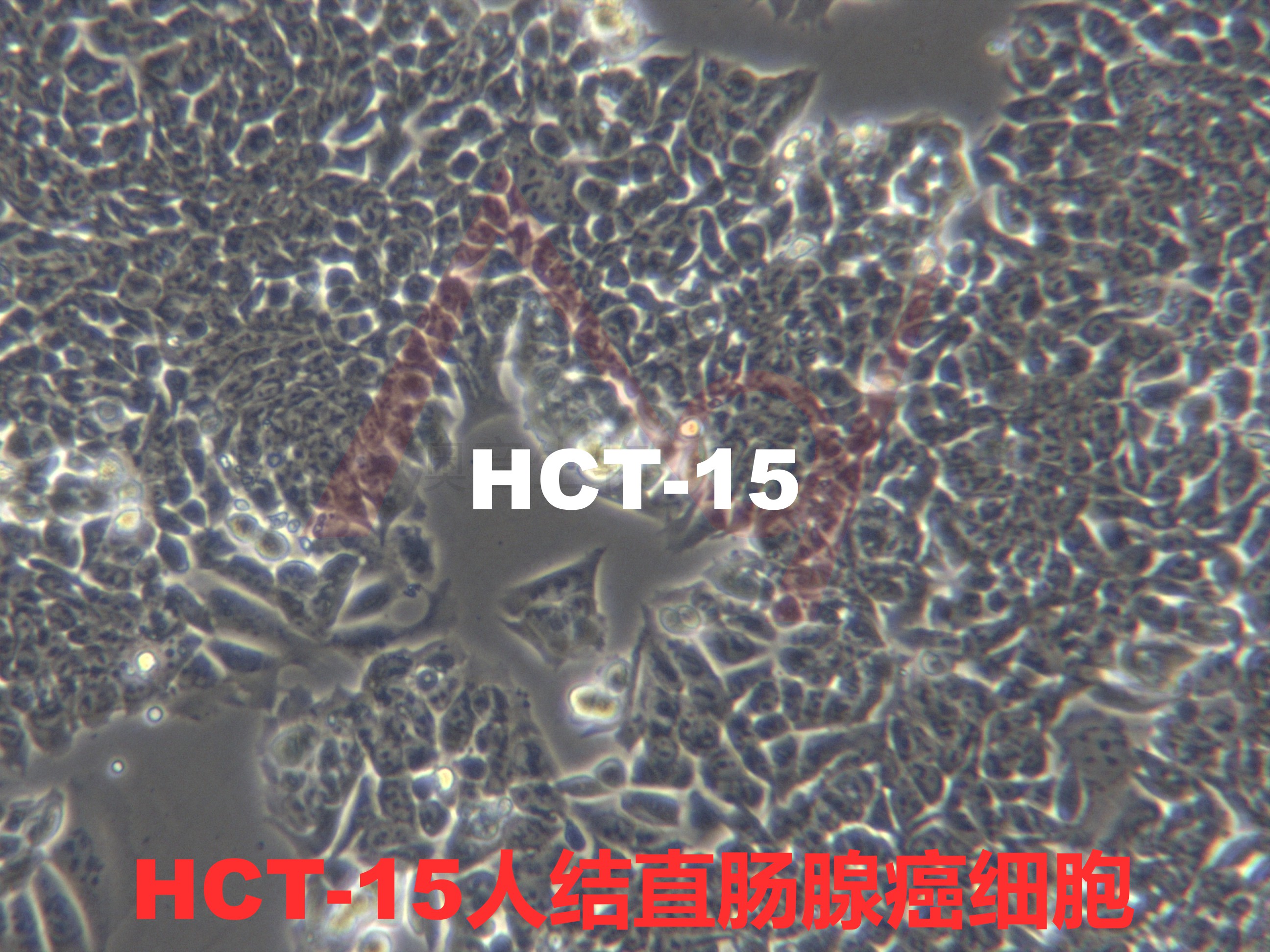 HCT-15[HCT-15; HCT15]人结直肠腺癌细胞