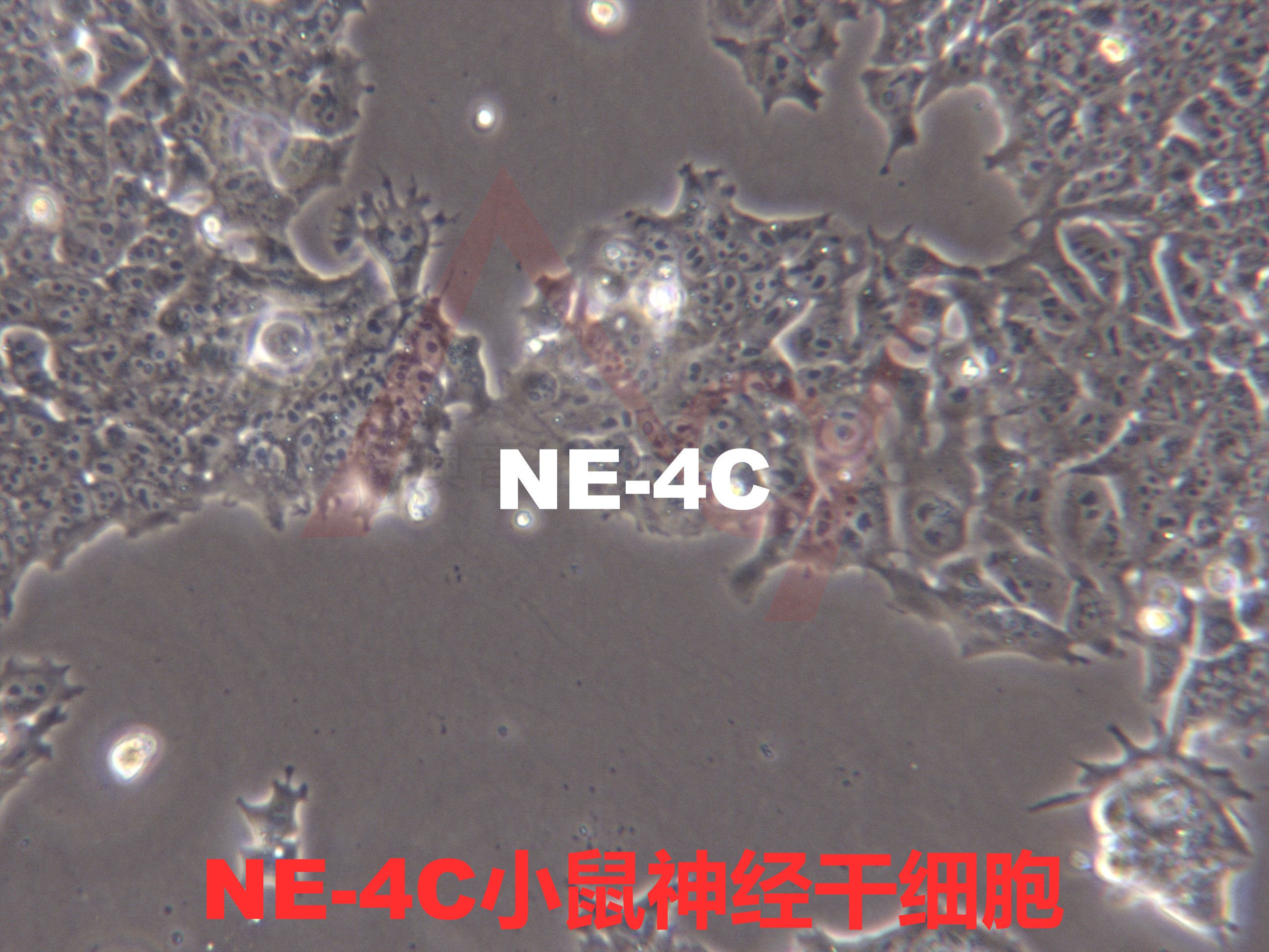 NE-4C|NE-4C细胞|小鼠神经干细胞